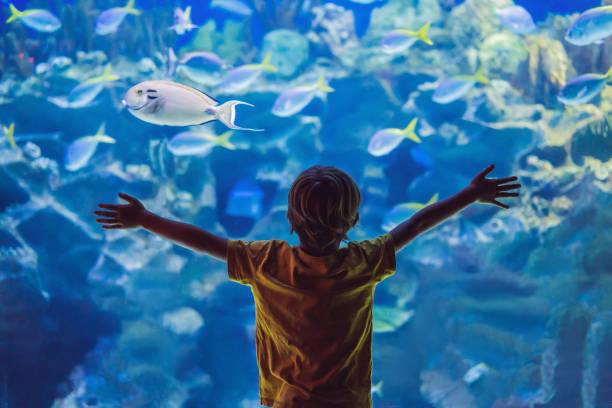 A child looking at fish in a large aquarium with arms outstretched in joy
